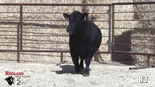 Redland Angus Lot 83 [upl. by Nohpets433]