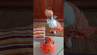 🎃Crocchetta o Puzzetta💨💨💨😂 merybijouesciarpina jackrussell comedy halloween [upl. by Hahcim]