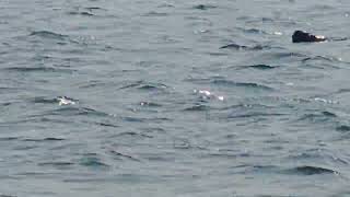 Enjoying Naturecheck out the harbor seals at Cuttyhunk MA [upl. by Vevay283]