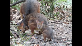 Baby pademelons first day out of mums pouch [upl. by Celesta]