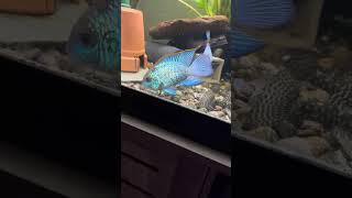 Bristlenose pleco males going at it [upl. by Eux]