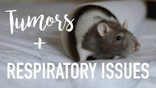 Common Pet Rat Illnesses [upl. by Nylodnewg]