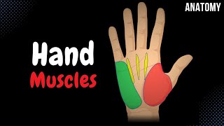 Muscles of the Hand Division Origin Insertion Functions [upl. by Ozkum]