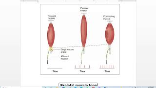 5 Golgi tendon reflex [upl. by Euginom299]