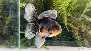 15017 Kirin Rosetail Oranda [upl. by Einhoj140]