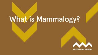 What is Mammalogy [upl. by Oinegue]