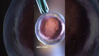 IVF PART2  In Vitro Fertilization procedure  biology science [upl. by Pamelina]