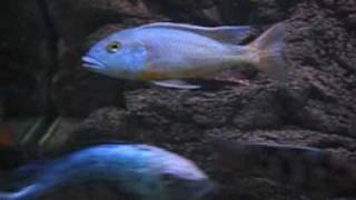 Malawi Cichlid Buccochromis Lepturus [upl. by Kcirdnekal305]