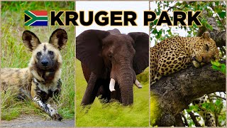 KRUGER PARK South Africa  ULTIMATE Guide with the BIG FIVE amp ALL Animals [upl. by Trisa]