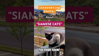 I Spent 30 Days with SIAMESE CATS and Learned They LOVE to CHAT [upl. by Aleyak81]