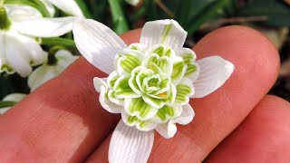 Galanthus nivalis Flore Pleno “Double Snowdrops”  FarmerGracycouk [upl. by Satsok]