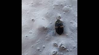 Black Carpet Beetle [upl. by Sana296]