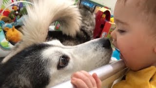 My Baby copying my Huskies is the funniest thing ever [upl. by Aicemak]