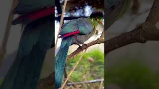 White cheeked turaco🤩 birds bird nature aviary [upl. by Eednim]