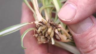 Propagating Spider Plants [upl. by Afatsom]