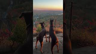 ζ Dobermans Watch Sunset [upl. by Yllah]