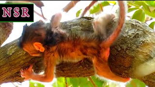 Adorable Newborn Baby Monkey in Nature’s Peaceful Embrace  Nature Serenity Relaxing [upl. by Webber]