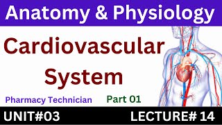 Cardiovascular System  Anatomy And Physiology [upl. by Tammi]