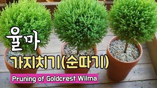 율마 키우기  동그란 윌마 가지치기 순따기 해줬어요Pruning of Cupressus Goldcrest Wilma ゴールドクレストの剪定 [upl. by Sucul]