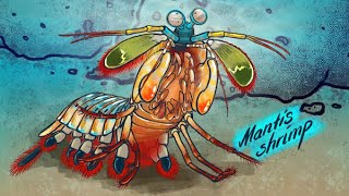 How the mantis shrimp’s powerful punch inspired stronger composite materials Meet the quotsmasherquot [upl. by Kcirdlek579]