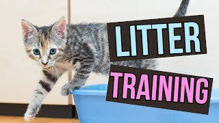 How to Litter Train Baby Kittens [upl. by Prudy]