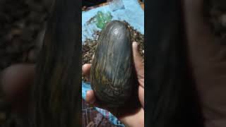 Wood Rock natural minerals rocks fossil [upl. by Naik]