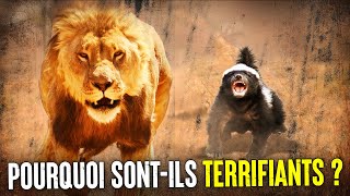 Pourquoi Le Ratel Ne Craint Pas Les Lions [upl. by Hufnagel139]