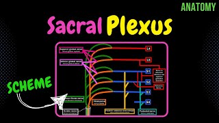 Sacral Plexus Scheme  QUIZ  Anatomy [upl. by Weintrob]