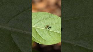 Longlegged Fly flies to and from Camphorweed leaf [upl. by Acsisnarf912]