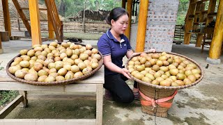 Harvesting Sapodilla Fruits amp How to Compost Ripe Sapodilla Fruits Take them to the market to sell [upl. by Muller]