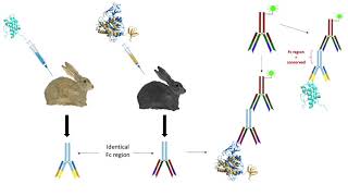 Immunocytochemistry ICC [upl. by Aizti]