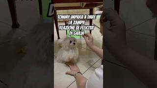 TOMMY HA IMPARATO A DARE LA ZAMPA [upl. by Nore306]