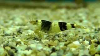 Crystal Black  Caridina cf cantonensis  Shrimp sk [upl. by Tedda]