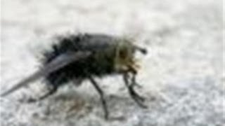 How To Handle Cluster Flies In Your House [upl. by Qulllon]