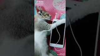 explore ضحك cheb amromusic 🎶🎶🐈 موسيقى راي 🤣✌👍🪖🪖 [upl. by Markland]