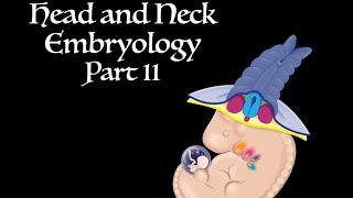 Pharyngeal Arches Development of the Head and Neck Part II [upl. by Aihsele]