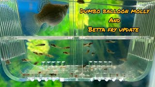 dumbo ears balloon molly and betta fry update bettabreeding mollyfrys trending viral [upl. by Samuella]