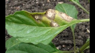 मिर्च के मुख्य रोग Cercospora leaf spot amp Powdery mildew [upl. by Ayad183]