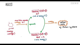 122 What is ATP Cambridge AS A Level Biology 9700 [upl. by Adkins169]