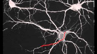 Neurite tracing test [upl. by Rento]