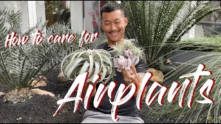 Tillandsia  Airplants care and propagation [upl. by Ahtabbat]