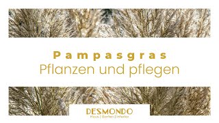 Pampasgras pflanzen und pflegen So wird es zum Blickfang für deinen Garten [upl. by Issac]