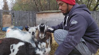 Caring Nigerian Dwarf Goats in the Farm  Good idea Farm Vlog [upl. by Auqinahs]