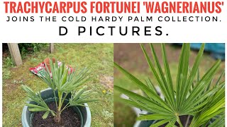 Trachycarpus fortunei Wagnerianus joins the palm tree collection [upl. by Humph]