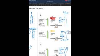 Auxin Experiment [upl. by Hallie]