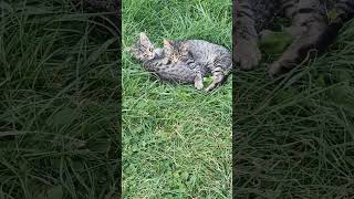 Happy Cute Cat  How sweetly the kittens sleep cat cats [upl. by Hauge]