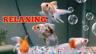 MUST WATCH this RELAXING Fantail Goldfish [upl. by Atikal]