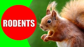 Rodent Sounds for Kids to Learn  Rodents Documentary with 18 Different Types of Rodents [upl. by Aenit712]