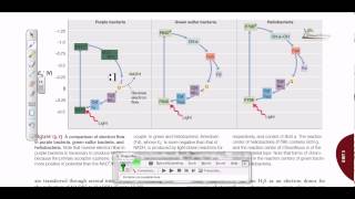 Comparison of electron flow in purple and green sulfur bacteria [upl. by Ayekel]