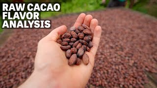 Our Process for Analyzing Raw Cacao  Ep88  Craft Chocolate TV [upl. by Milton260]